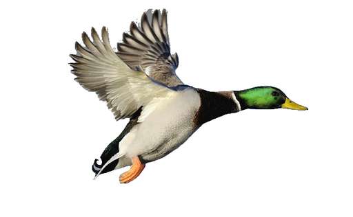 Pato