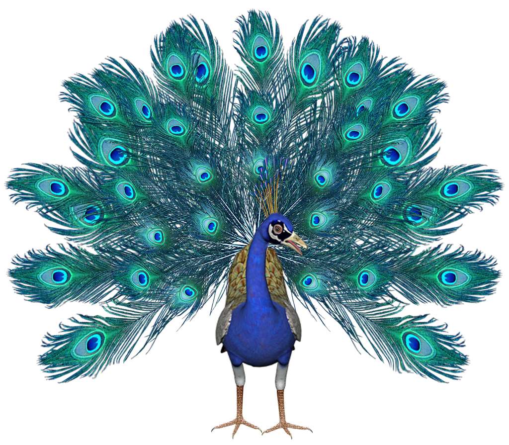 Pavão