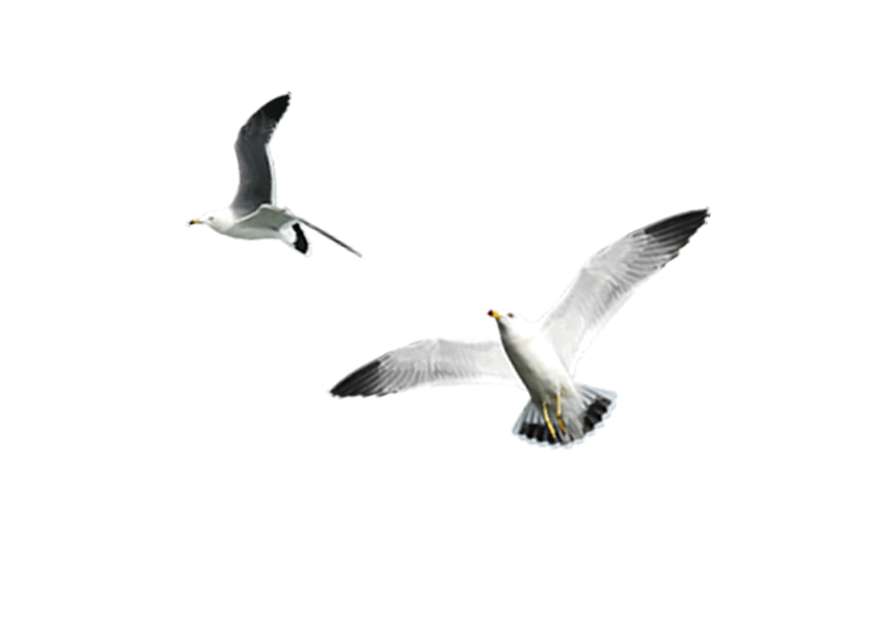 Gaivota 2