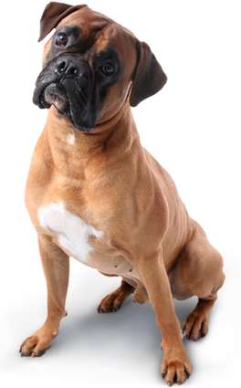 Cachorro 5