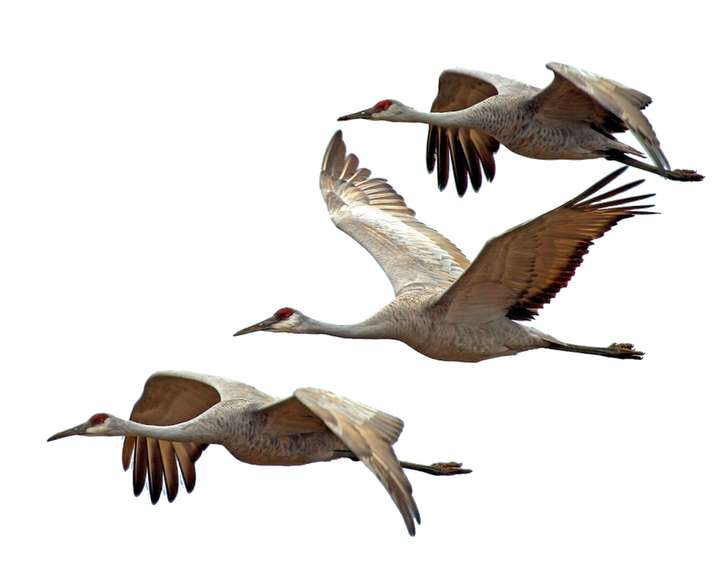 Patos Voando