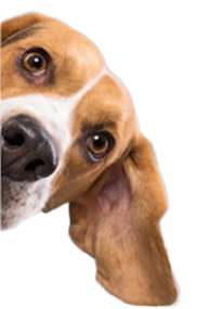 Cachorro2