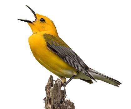 Passaro Amarelo
