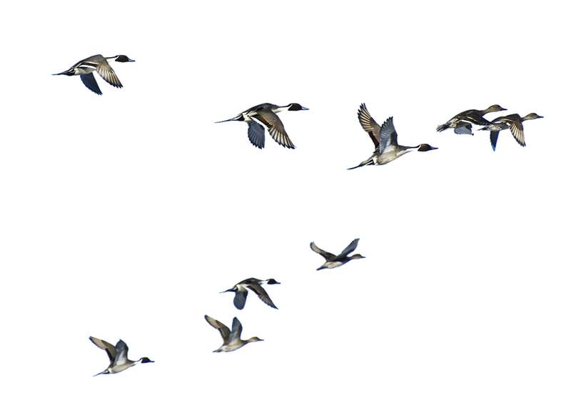 Pássaros Voando Em V